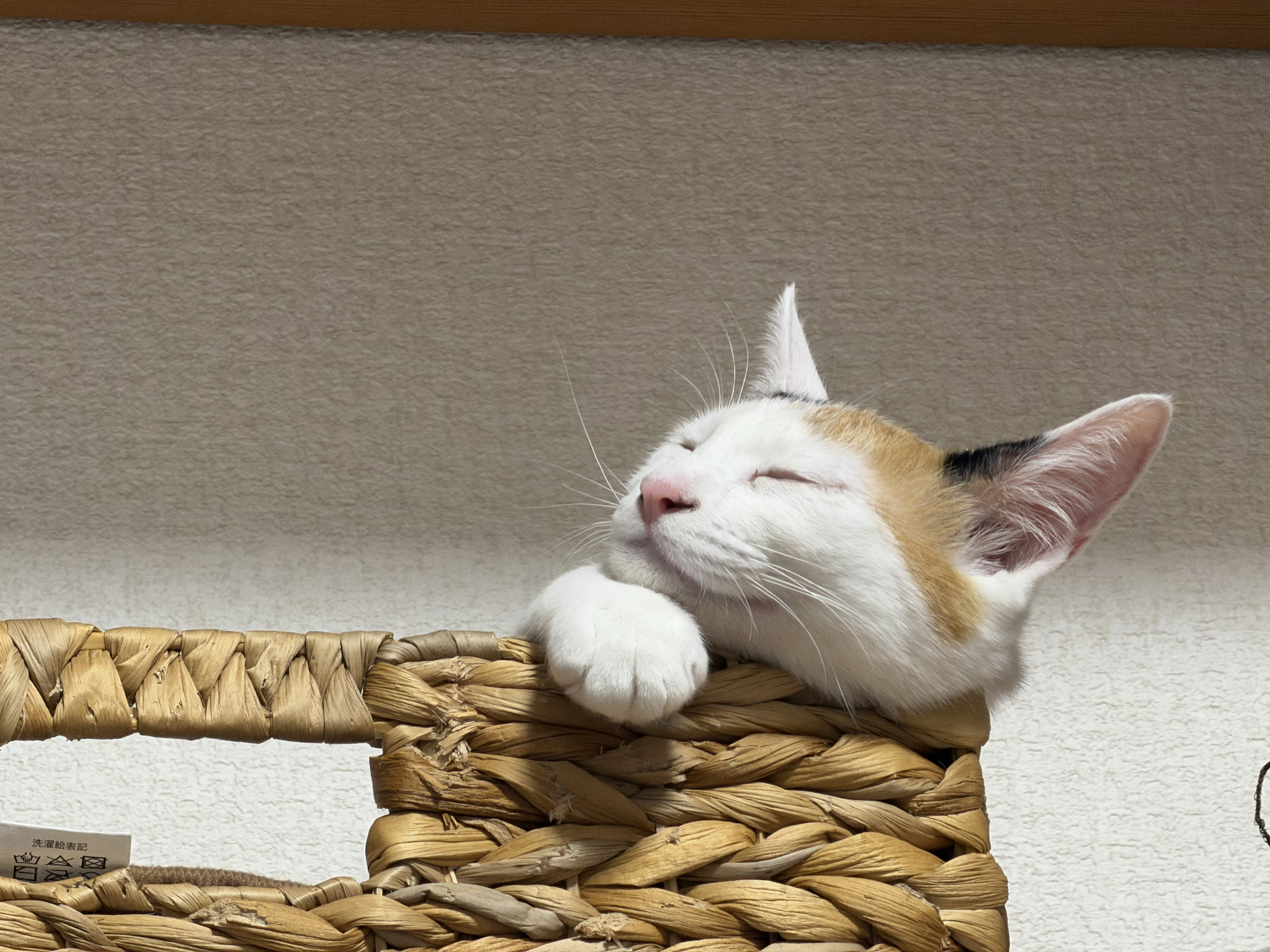 Macの写真アプリでピープルとペットが同期されない問題